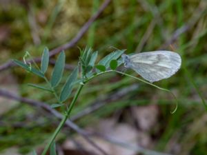 Leptidea juvernica - Réal's Wood White - Ängsvitvinge