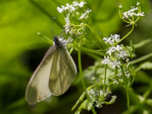 Leptidea morsei - Fenton's Wood White - Stor skogsvitvinge