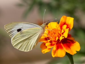 Pieris brassicae - Large White - Kålfjäril