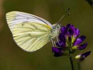 Pieris napi - Green-veined White - Rapsfjäril