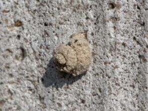 Psychidae - Bagworm Moths - Säckspinnare