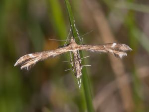 Oxyptilus pilosellae - Gråfibblefjädermott