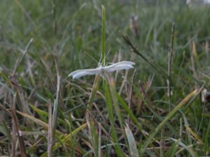 Pterophorus pentadactylus - White Plume Moth - Vitt fjädermott