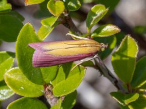 Oncocera semirubella - Rosy-striped Knot-horn - Käringtandsmott