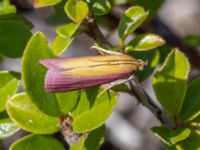 Oncocera semirubella Ö hamnen, Klagshamns udde, Malmö, Skåne, Sweden 20230708_0157