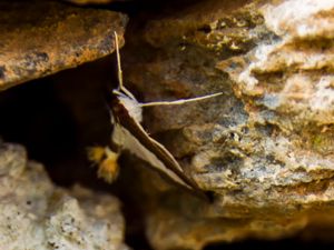 Cryptographis indica - Cucumber Moth - Gurkmott