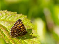 Hamearis lucina Tveta vattenverk, Mörbylånga, Öland, Sweden 20150606_0004