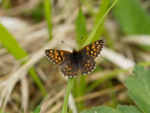 Riodinidae - Metalmark Butterflies - Metallmärken