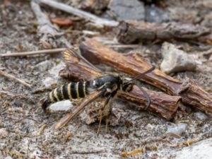 Bembecia ichneumoniformis - Six-belted Clearwing - Vickerglasvinge