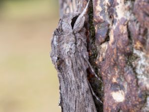 Agrius convolvuli - Convolvulus Hawk-moth - Åkervindesvärmare