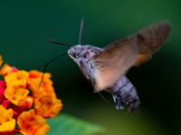 Macroglossum stellatarum Hotel Formentor, Mallorca, Spain 20121001B 123