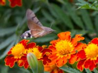 Macroglossum stellatarum Inkerman, Crimea, Russia 20150913_0183