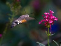 Macroglossum stellatarum Olinovki, Crimea, Russia 20150911_0565