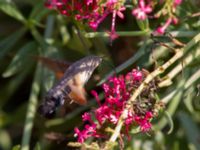 Macroglossum stellatarum Olinovki, Crimea, Russia 20150911_0571