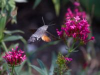 Macroglossum stellatarum Olinovki, Crimea, Russia 20150911_0591