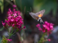 Macroglossum stellatarum Olinovki, Crimea, Russia 20150911_0593