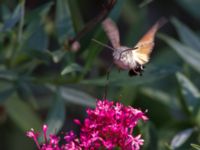 Macroglossum stellatarum Olinovki, Crimea, Russia 20150911_0597