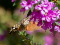 Macroglossum stellatarum Shirokaya Shchel, Krasnodar, Russia 20160911_0940