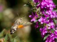 Macroglossum stellatarum Shirokaya Shchel, Krasnodar, Russia 20160911_0941