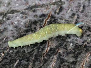 Mimas tiliae - Lime Hawk - Lindsvärmare