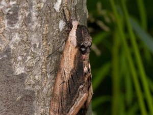 Sphinx ligustri - Privet Hawk Moth - Ligustersvärmare