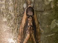 Sphinx ligustri Hundrastplatsen Badvägen, Klagshamns udde, Malmö, Skåne, Sweden 20220710_0040