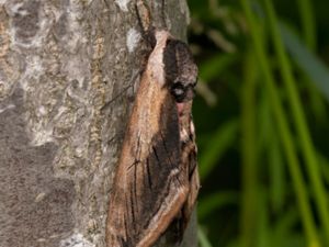 Sphinx ligustri - Privet Hawk Moth - Ligustersvärmare