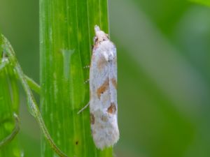 Aethes smeathmanniana - Smeathmann's Aethes Moth - Fältblomvecklare