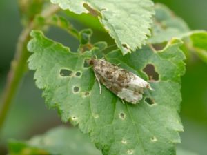 Hedya ochroleucana - Buff-tipped Marble - Rosenbrokvecklare