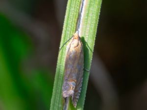 Lathronympha strigana - Slender Rufous Tortrix - Johannesörtsvecklare