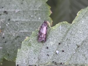 Rhopobota naevana - Holly Tortrix Moth - Sotfläcksvecklare