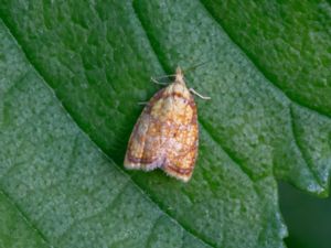 Acleris bergmanniana - Yellow Rose Button Moth - Törnrosvecklare