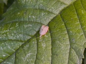 Acleris forsskaleana - Maple Leaftier Moth - Lönnbredvecklare