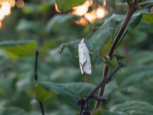 Agapeta hamana - Tistelgulvecklare