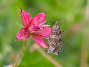 Celypha rivulana - Silver-striped Marble - Finmönstrad brokvecklare