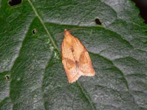 Pandemis cerasana - Barred Fruit-tree Tortrix - Lädergul bredvecklare