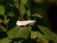 Yponomeuta evonymellus Ribersborg, Malmö, Skåne, Sweden 20180627_0034