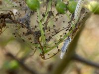 Yponomeuta padellus Lertagsdammen, Klagshamns udde, Malmö, Skåne, Sweden 20190630_0058