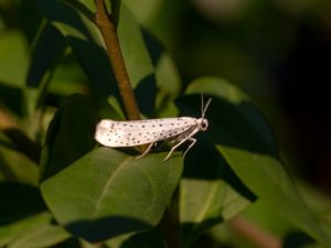 Yponomeutidae - Ermine Moths - Spinnmalar