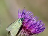 Adscita statices Horna, Åhus, Kristianstad, Skåne, Sweden 20130723-225