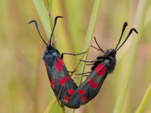 Zygaena filipendulae - Six-spot Burnet - Sexfläckig bastardsvärmare