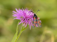 Zygaena filipendulae Lertagsdammen, Klagshamns udde, Malmö, Skåne, Sweden 20220730_0023