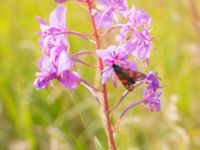 Zygaena filipendulae Roys hörna, Klagshamns udde, Malmö, Skåne, Sweden 20240715_0025