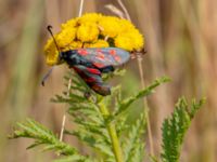 Zygaena filipendulae Segeåns mynning, Malmö, Skåne, Sweden 20190729_0001