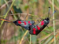 Zygaena filipendulae Vellinge golfklubb, Vellinge, Skåne, Sweden 20210713_0009