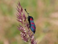 Zygaena filipendulae Vellinge golfklubb, Vellinge, Skåne, Sweden 20220704_0019