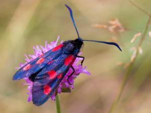 Zygaena lonicerae - Narrow-Bordered Five-Spot Burnet - Bredbrämad bastardsvärmare