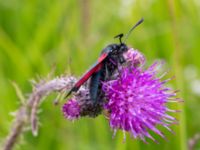 Zygaena lonicerae Lyngsjön, Kristianstad, Skåne, Sweden 20170719_0172