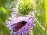 Zygaena lonicerae Sigridslund, Kristianstad, Skåne, Sweden 20160628_0037