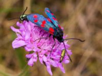 Zygaena lonicerae Vombs västra vattenverksdammar, Lund, Skåne, Sweden 20100721B 383